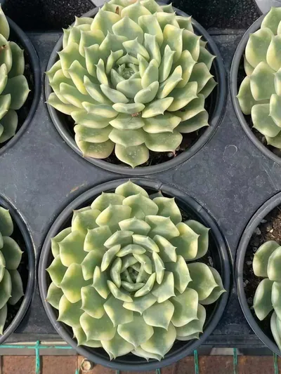 Echeveria Ten Autumns Variegated (十秋锦) succulent — wholesale bare-root export from Yunnan, China (3 of 4)