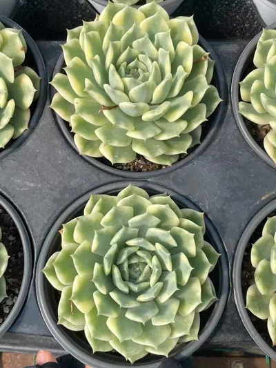 Echeveria Ten Autumns Variegated (十秋锦) succulent — wholesale bare-root export from Yunnan, China (4 of 4)