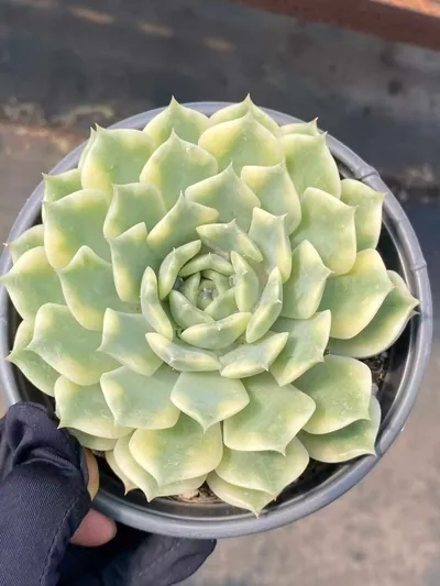 Echeveria Ten Autumns Variegated succulent — wholesale export from Yunnan, China