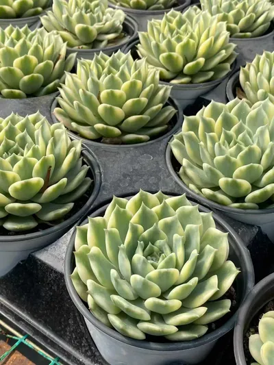 Echeveria Ten Autumns Variegated (十秋锦) succulent — wholesale bare-root export from Yunnan, China (2 of 4)