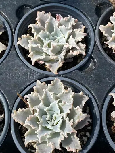 Echeveria Thousand-layer Snow Single (千层雪单头) succulent — wholesale bare-root export from Yunnan, China (3 of 4)