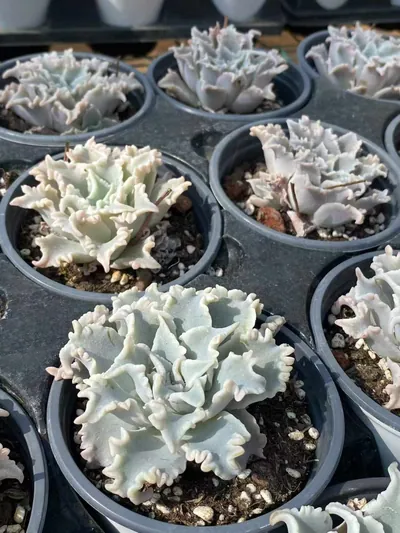 Echeveria Thousand-layer Snow Single (千层雪单头) succulent — wholesale bare-root export from Yunnan, China (4 of 4)