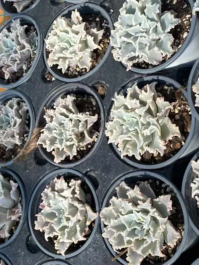 Echeveria Thousand-layer Snow Single (千层雪单头) succulent — wholesale bare-root export from Yunnan, China (2 of 4)