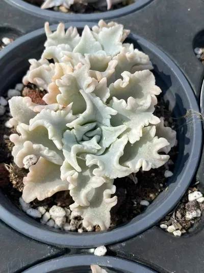 Echeveria Thousand-layer Snow Twin-head (千层雪双头) succulent — wholesale bare-root export from Yunnan, China (3 of 5)