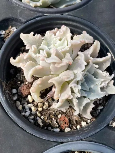 Echeveria Thousand-layer Snow Twin-head (千层雪双头) succulent — wholesale bare-root export from Yunnan, China (2 of 5)