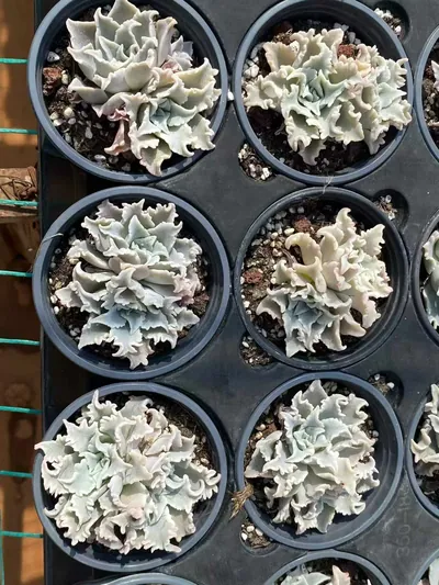 Echeveria Thousand-layer Snow Twin-head (千层雪双头) succulent — wholesale bare-root export from Yunnan, China (5 of 5)