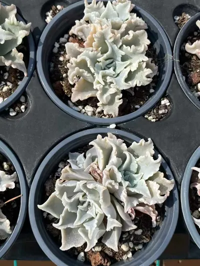Echeveria Thousand-layer Snow Twin-head (千层雪双头) succulent — wholesale bare-root export from Yunnan, China (4 of 5)
