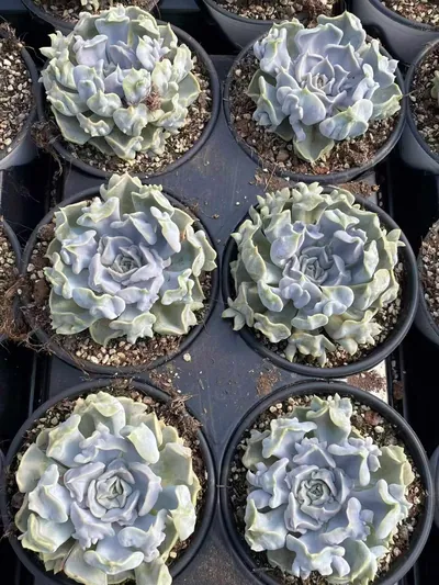 Echeveria Thriller Pearl (惊悚珍珠) succulent — wholesale bare-root export from Yunnan, China (5 of 6)