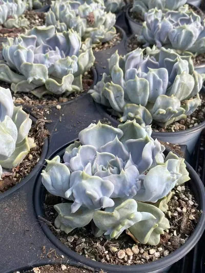 Echeveria Thriller Pearl (惊悚珍珠) succulent — wholesale bare-root export from Yunnan, China (6 of 6)