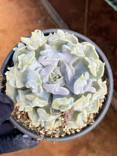Echeveria Thriller Pearl succulent — wholesale export from Yunnan, China