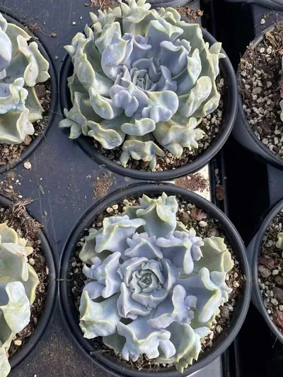 Echeveria Thriller Pearl (惊悚珍珠) succulent — wholesale bare-root export from Yunnan, China (4 of 6)