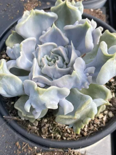 Echeveria Thriller Pearl (惊悚珍珠) succulent — wholesale bare-root export from Yunnan, China (2 of 6)