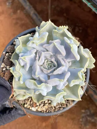Echeveria Thriller Pearl (惊悚珍珠) succulent — wholesale bare-root export from Yunnan, China (3 of 6)