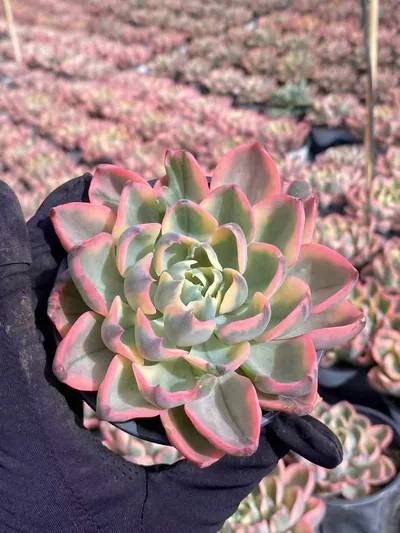 Echeveria Traceless Tear Variegated (泪无痕锦) succulent — wholesale bare-root export from Yunnan, China (2 of 4)