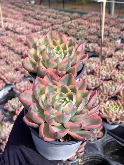 Echeveria Traceless Tear Variegated (泪无痕锦) succulent — wholesale bare-root export from Yunnan, China (4 of 4)