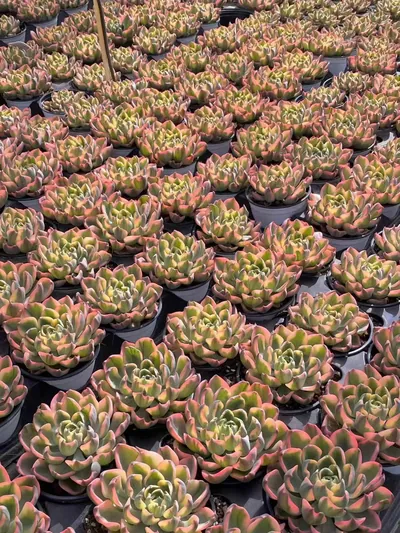 Echeveria Traceless Tear Variegated (泪无痕锦) succulent — wholesale bare-root export from Yunnan, China (3 of 4)
