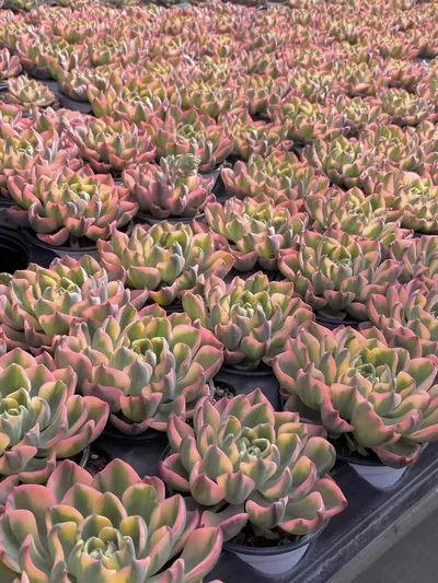 Echeveria Traceless Tear Variegated succulent — wholesale export from Yunnan, China