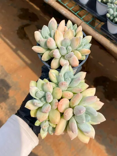 xPachyveria Tricolor Beauty (三色美人) succulent — wholesale bare-root export from Yunnan, China (3 of 5)