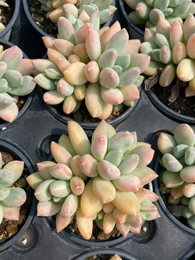 xPachyveria Tricolor Beauty (三色美人) succulent — wholesale bare-root export from Yunnan, China (4 of 5)
