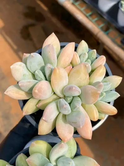 xPachyveria Tricolor Beauty (三色美人) succulent — wholesale bare-root export from Yunnan, China (2 of 5)