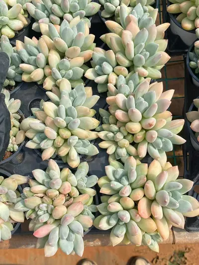 xPachyveria Tricolor Beauty (三色美人) succulent — wholesale bare-root export from Yunnan, China (5 of 5)