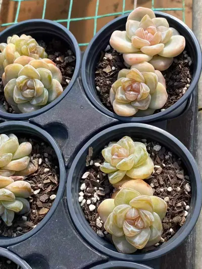 Echeveria Unnamed Hybrid No. 202 (编号 202) succulent — wholesale bare-root export from Yunnan, China (6 of 8)