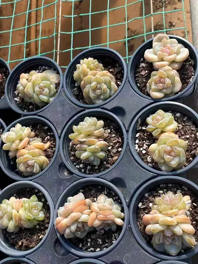 Echeveria Unnamed Hybrid No. 202 (编号 202) succulent — wholesale bare-root export from Yunnan, China (8 of 8)
