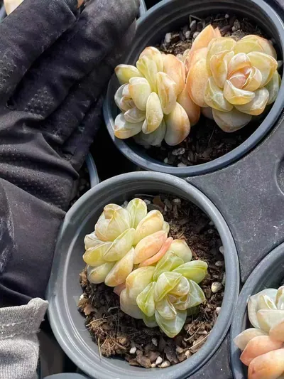 Echeveria Unnamed Hybrid No. 202 (编号 202) succulent — wholesale bare-root export from Yunnan, China (7 of 8)