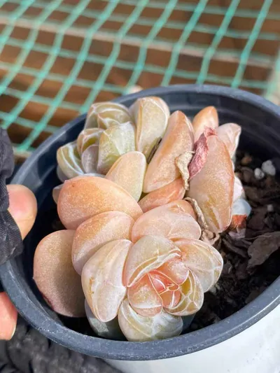 Echeveria Unnamed Hybrid No. 202 (编号 202) succulent — wholesale bare-root export from Yunnan, China (2 of 8)