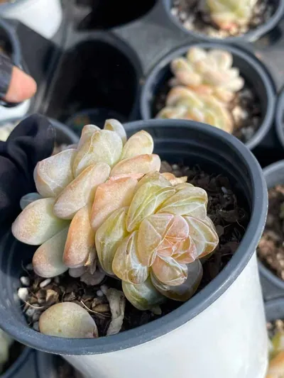 Echeveria Unnamed Hybrid No. 202 succulent — wholesale export from Yunnan, China