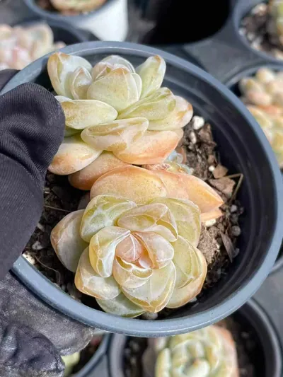 Echeveria Unnamed Hybrid No. 202 (编号 202) succulent — wholesale bare-root export from Yunnan, China (3 of 8)