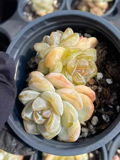 Echeveria Unnamed Hybrid No. 202 (编号 202) succulent — wholesale bare-root export from Yunnan, China (4 of 8)