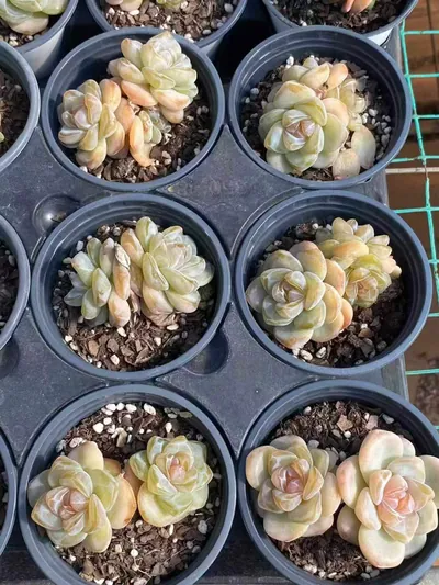 Echeveria Unnamed Hybrid No. 202 (编号 202) succulent — wholesale bare-root export from Yunnan, China (5 of 8)