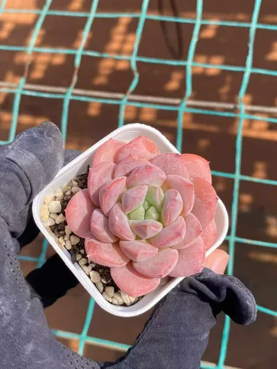 Echeveria Unnamed Hybrid No. 350 succulent — wholesale export from Yunnan, China