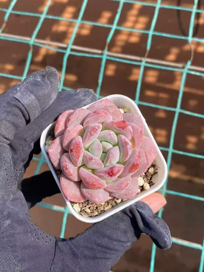 Echeveria Unnamed Hybrid No. 350 (编号 350) succulent — wholesale bare-root export from Yunnan, China (3 of 5)