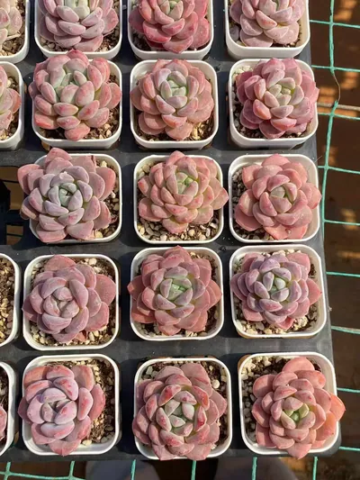 Echeveria Unnamed Hybrid No. 350 (编号 350) succulent — wholesale bare-root export from Yunnan, China (5 of 5)