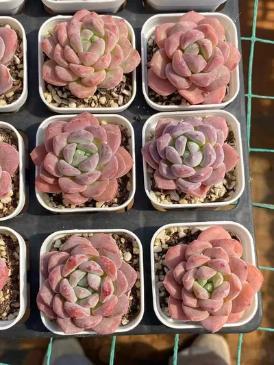 Echeveria Unnamed Hybrid No. 350 (编号 350) succulent — wholesale bare-root export from Yunnan, China (4 of 5)
