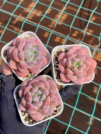 Echeveria Unnamed Hybrid No. 350 (编号 350) succulent — wholesale bare-root export from Yunnan, China (2 of 5)