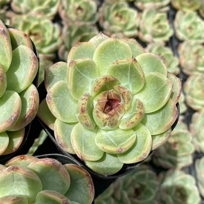 Echeveria Unnamed Hybrid No. 59 (编号 59) succulent — wholesale bare-root export from Yunnan, China (3 of 3)
