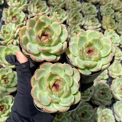 Echeveria Unnamed Hybrid No. 59 (编号 59) succulent — wholesale bare-root export from Yunnan, China (2 of 3)