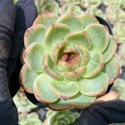 Echeveria Unnamed Hybrid No. 59 succulent — wholesale export from Yunnan, China