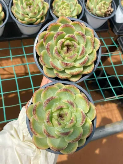 Echeveria Unnamed Hybrid No.59 Single (编号 59单头) succulent — wholesale bare-root export from Yunnan, China (2 of 5)