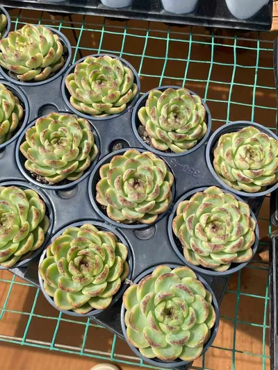 Echeveria Unnamed Hybrid No.59 Single (编号 59单头) succulent — wholesale bare-root export from Yunnan, China (5 of 5)