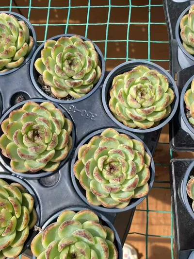 Echeveria Unnamed Hybrid No.59 Single (编号 59单头) succulent — wholesale bare-root export from Yunnan, China (4 of 5)