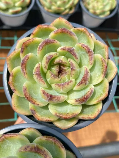 Echeveria Unnamed Hybrid No.59 Single (编号 59单头) succulent — wholesale bare-root export from Yunnan, China (3 of 5)