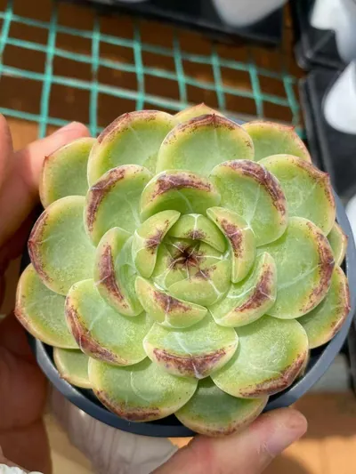 Echeveria Unnamed Hybrid No.59 Single succulent — wholesale export from Yunnan, China