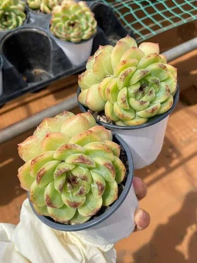 Echeveria Unnamed Hybrid No.59 Twin-head (编号 59双头) succulent — wholesale bare-root export from Yunnan, China (4 of 5)