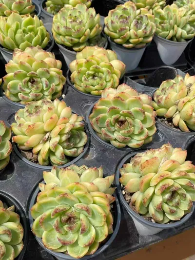 Echeveria Unnamed Hybrid No.59 Twin-head (编号 59双头) succulent — wholesale bare-root export from Yunnan, China (3 of 5)