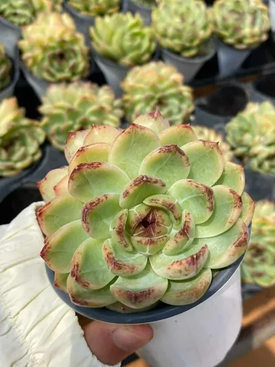 Echeveria Unnamed Hybrid No.59 Twin-head succulent — wholesale export from Yunnan, China