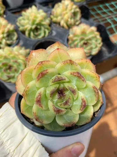 Echeveria Unnamed Hybrid No.59 Twin-head (编号 59双头) succulent — wholesale bare-root export from Yunnan, China (2 of 5)